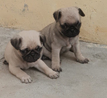 Buy Male Pug Puppy from Chennai